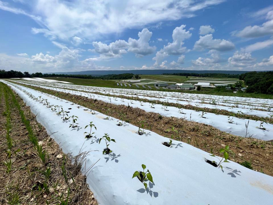 A field of peppers at Spiral Path Farm, which is part of a wide-ranging soil study of what climate-friendly farming practices could help improve the health of soil, which can sequester carbon dioxide and be a potential solution to challenges posed by climate change.