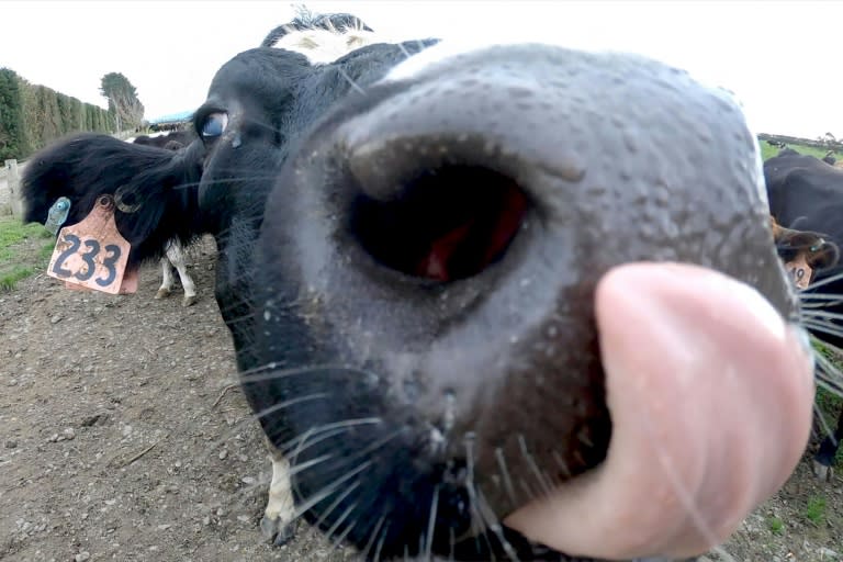 Just under half of New Zealand's emissions come from agriculture, with cattle the main culprits (Marty MELVILLE)