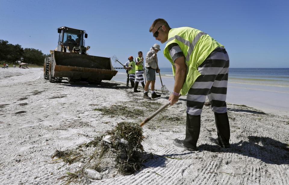 In this Monday Aug. 6, 2018 photo, work crews clean up dead fish along Coquina Beach in Bradenton Beach, Fla. From Naples in Southwest Florida, about 135 miles north, beach communities along the Gulf coast have been plagued with red tide. Normally crystal clear water is murky, and the smell of dead fish permeates the air (AP Photo/Chris O'Meara)