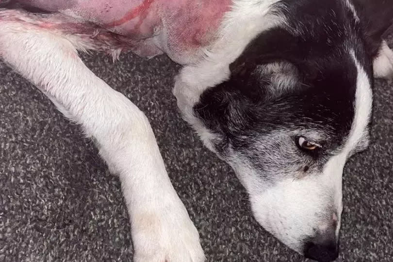 Scamp was attacked while walking with owner Barry