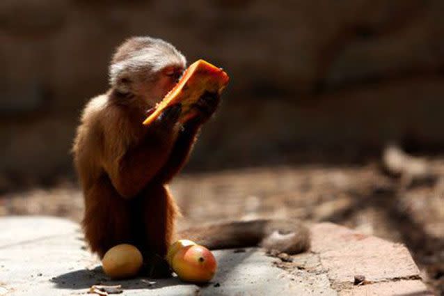 A capuchin monkey eats a piece of papaya at the Paraguana zoo in Punto Fijo, Venezuela. Source: Reuters Reuters