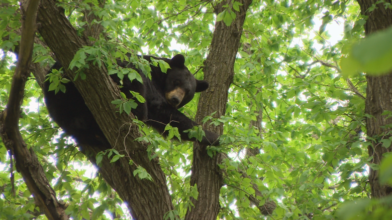 'Bears live amongst us': Manitoba black bear gets comfy in backyard tree