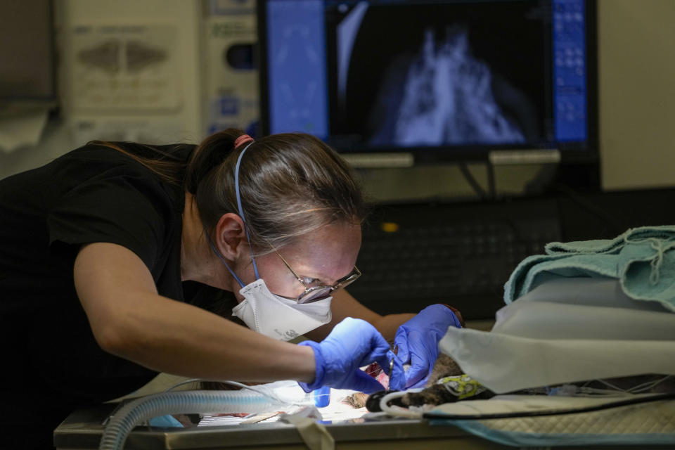 A veterinarian performs oral surgery on one a cat being cared for at the ASPCA hospital, Friday, April 21, 2023, on the Upper West Side neighborhood of New York. While the Westminster Kennel Club crowns the cream of the canine elite on one of tennis' most storied courts next week, another 19th-century institution across town will be tending to dogs that have had far more troubled lives. New York is home to both the United States' most prestigious dog show and its oldest humane society, the American Society for the Prevention of Cruelty to Animals. Their histories entwine: Some proceeds from the very first Westminster dog show, in 1877, helped the young ASPCA build its first dog and cat shelter years later. (AP Photo/Mary Altaffer)