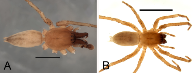 Scientists Reveal New 'Ghost' Spider Found at Power Plant