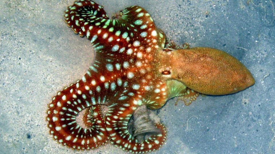 Pulpo