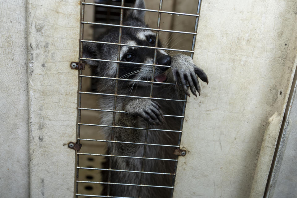 A raccoon is carried in a police crate after being found during a raid of high-security prison El Infiernito in Escuintla, Guatemala, Sunday, June 2, 2024. Guatemala's interior ministry on Sunday transferred 225 members of the Barrio 18 gang in order to improve prison conditions and prevent extortion from within the prison. (AP Photo/Moises Castillo)