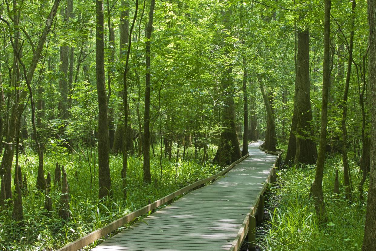 Congaree National Park in South Carolina