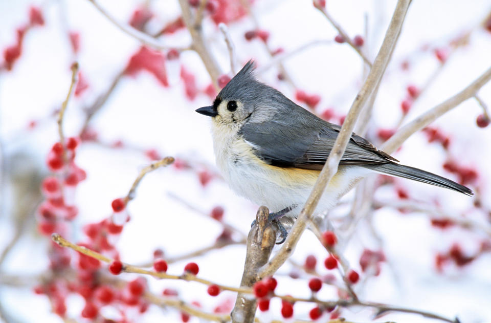 Tufted Titmouse