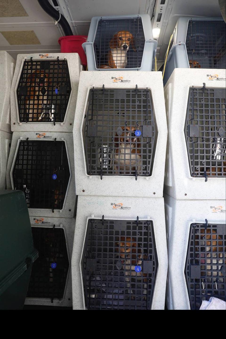 15 of the 4,000 beagles rescued from a Virginia research facility are being transported to Michigan by the Humane Society of Huron Valley's "Love Train." They are expected to reach Ann Arbor on Monday night.