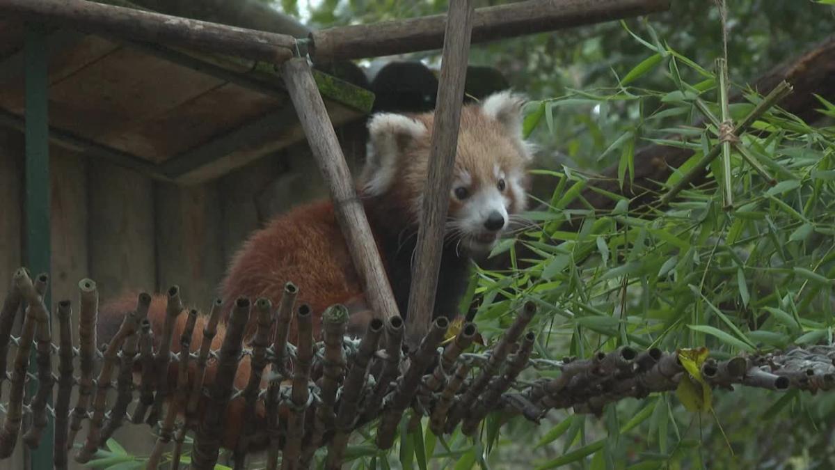 Un bébé panda roux présenté au zoo de Lisbonne