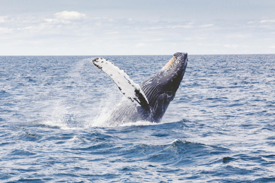 Whale Watching In Canada