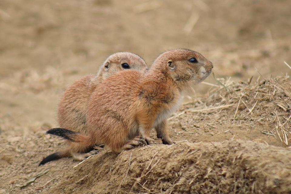 Baby Prairie Dog Pups Debut at Franklin Park Zoo