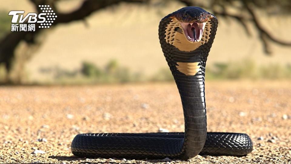 眼鏡蛇竟成殺人凶器。（示意圖／shutterstock達志影像）