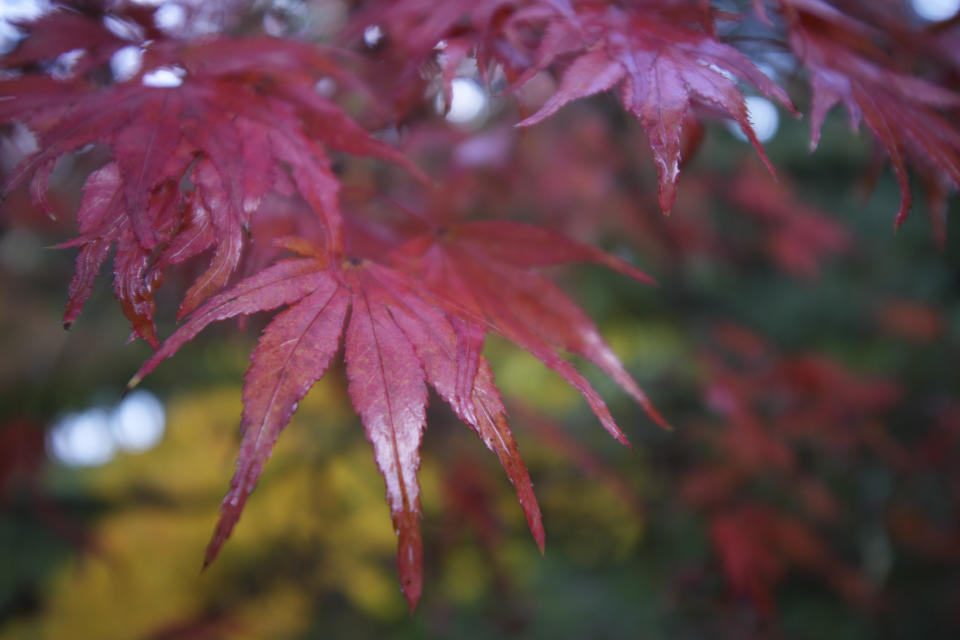 Closeup of autumn leaves, taken with the Sigma 10-18mm f2.8 DC DN lens for APS-C mirrorless