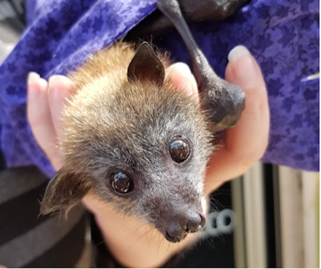 Data from wildlife rescue services confirm just how dangerous netting can be for threatened flying foxes. Elodie Camprasse, Author provided