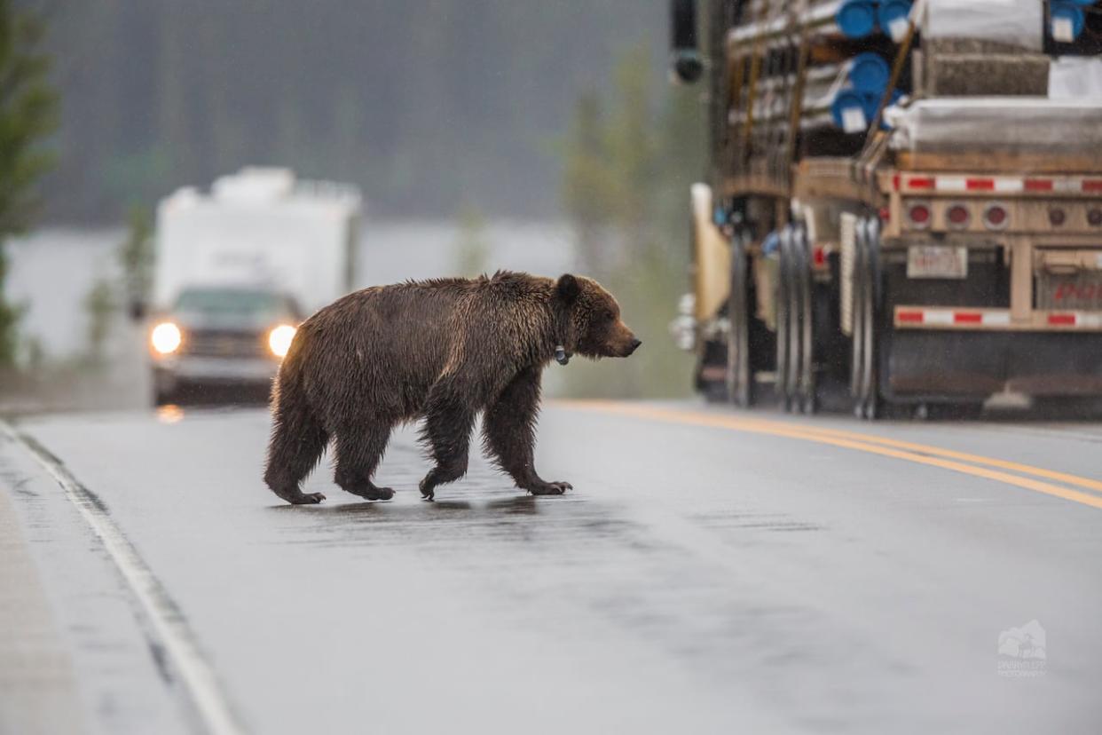 A collared grizzly bear crosses a busy highway in British Columbia. According to a new report, one-third of all road and rail collisions in the province happen in the Elk Valley — which makes up less than one per cent of the grizzly-bear range in B.C. (Darryn Epp - image credit)