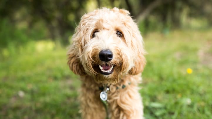 4. Labradoodle