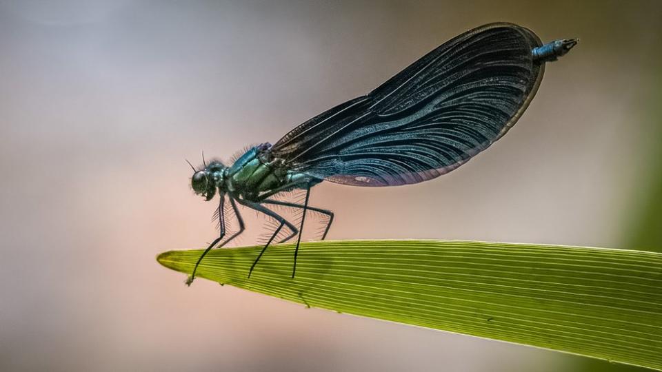 Black-winged Demoiselles on a leaf