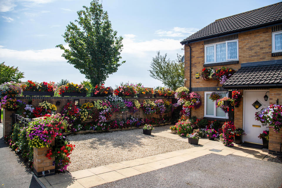 Meet the amateur gardener who fills more than 100 hanging baskets and pots in his small suburban garden with nearly 1,000 stunning plants every year. Shaun Schroeder, 57, spends up to three hours a day planting, tending, dead-heading and watering his stunning collection of petunias and other assorted flowers. He spends four months growing almost all of his 900 plants from seed, before potting them out in May, during a mammoth week-long planting session. They sprawl across 120 hanging baskets and tubs that cover every inch of his modest 4m wide garden at the back of his semi detached home in Whitchurch, on the outskirts of Bristol.