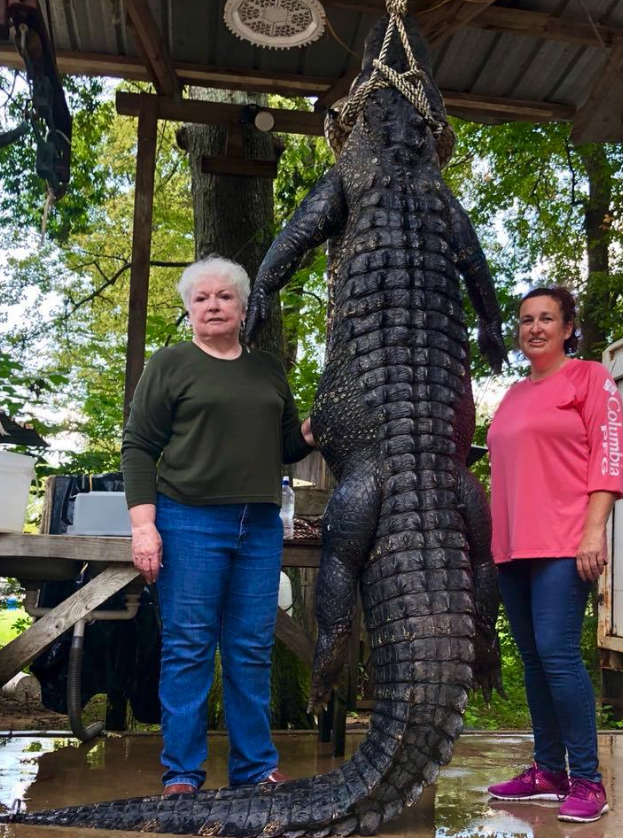 A 12-foot, 580-pound alligator that Mayor Cochran shot and killed. (Photo: Scott Hughes via Facebook)