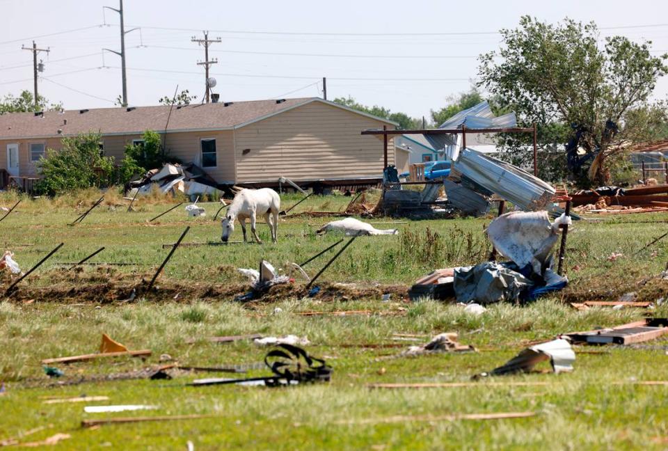 A horse grazes next to one that appears to have died amid destruction from severe storms on Lone Oak in Valley View on Sunday, May 26, 2024.