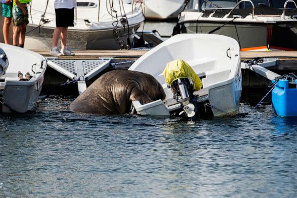 PHOTO: Freya the walrus climbs onto a boat in Frognerkilen in Oslo Fjord, Norway, July 20, 2022. (Trond Reidar Teigen/NTB/AFP via Getty Images)