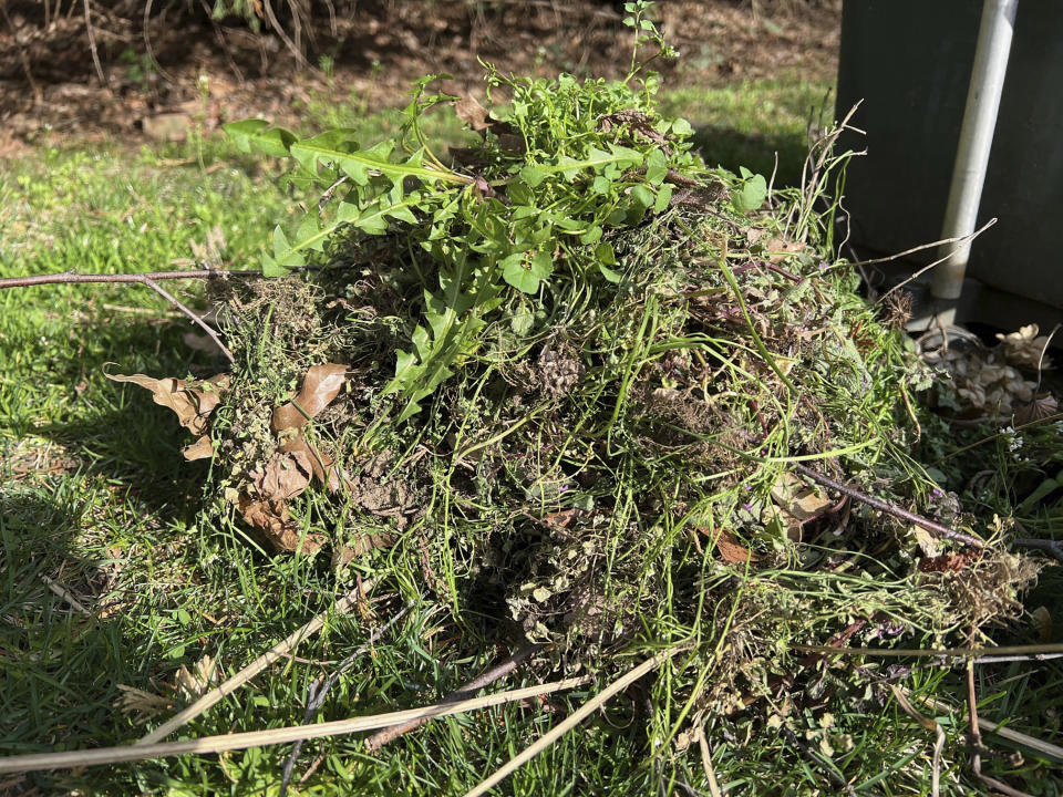 This March 18, 2024, image provided by Jessica Damiano shows a pile of pulled weeds on the ground in a Glen Head, New York garden. Damiano recommends removing weeds while they are young, before their roots become established. (Jessica Damiano via AP)