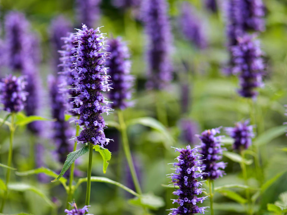 Agastache 'Black Adder'