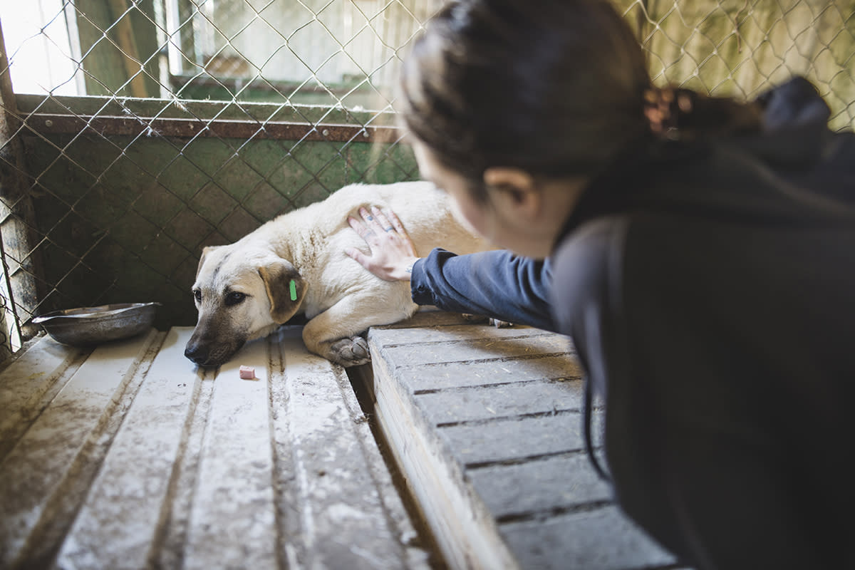 https://www.gettyimages.co.uk/detail/photo/young-woman-petting-sad-dog-in-the-animal-shelter-royalty-free-image/1217995000?phrase=DOG+SHELTER&adppopup=true