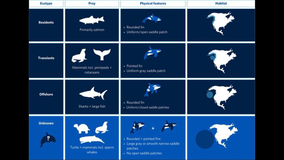 There have been three identified ecotypes of orcas, the researchers said, but there may be a fourth.