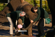 SYDNEY, AUSTRALIA - JUNE 27: 'Tukta' the female elephant has her paint print applied to a canvas at Taronga Zoo on June 27, 2012 in Sydney, Australia. Taronga and Western Plains Zoo today pledged a a new elephant conservation project in Thailand and animals at Taronga made their pledge by dipping their feet and hands in paint and smudging them on canvas. (Photo by Cameron Spencer/Getty Images)