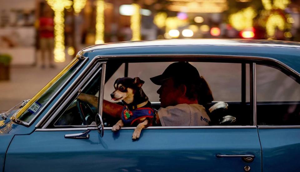 A dog sticks its head out of a vehicle driving along East Exchange Avenue near Mule Alley in the Fort Worth Stock Yards on Friday, December 10, 2021.