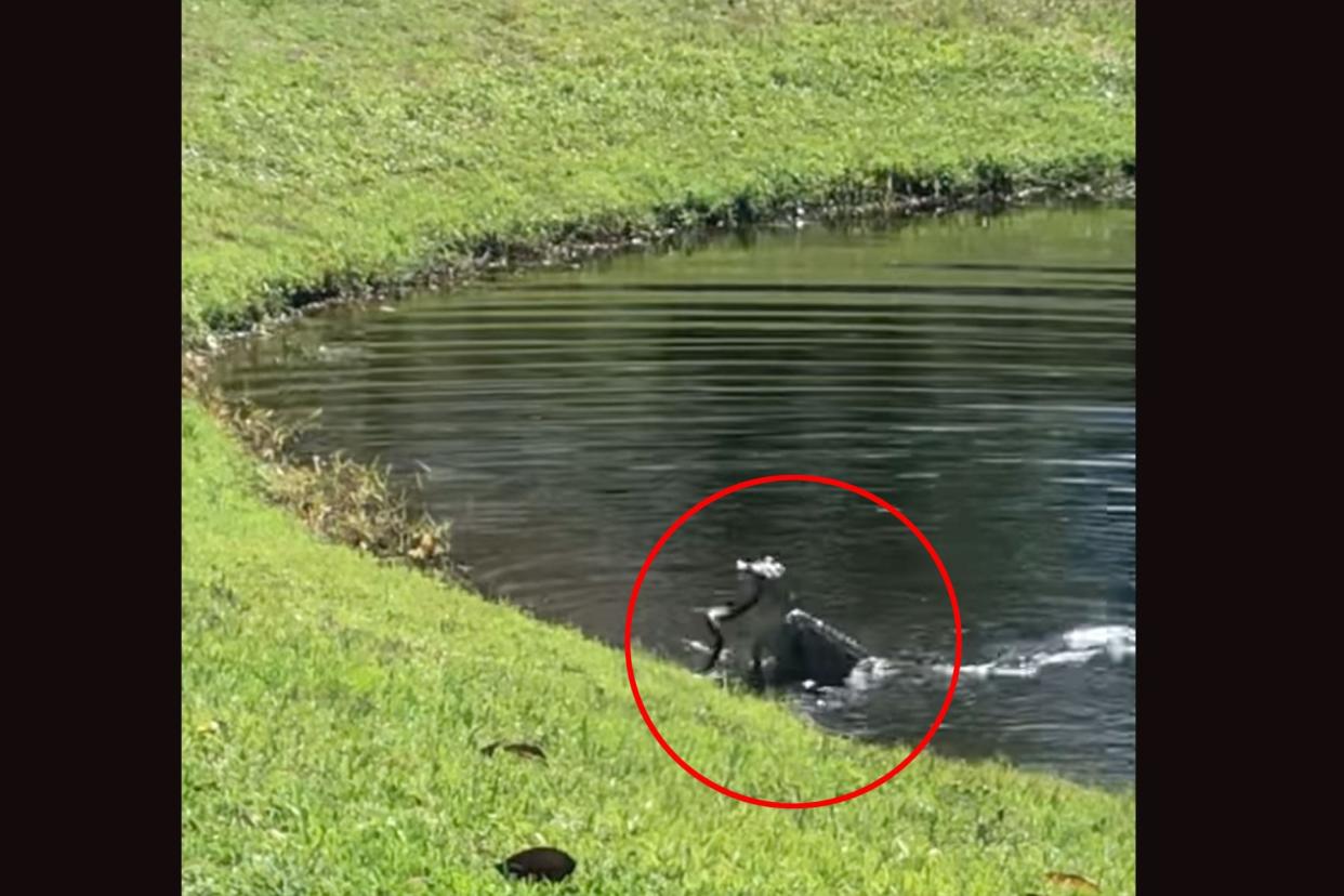 Watch an Alligator Death Roll a Snake in a Florida Backyard photo