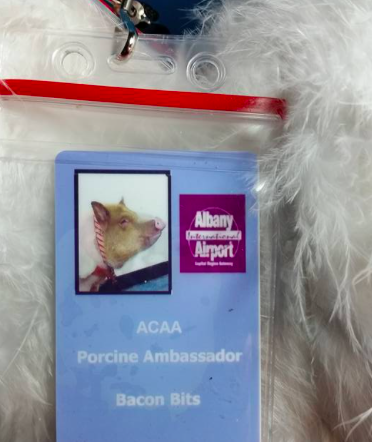 Bacon Bits has his very own official pass at the airport (Facebook/Bacon Bits)