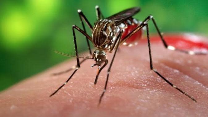 Nyamuk penyebab Chikungunya | via: ahraherbal.com