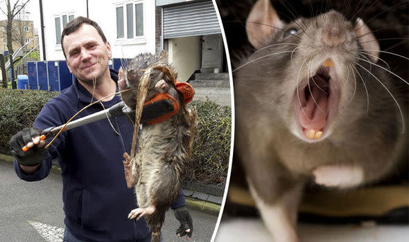 Pest experts in the UK warn: Giant rats can invade your house through the toilet