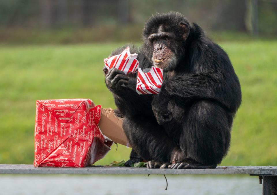 One of the primate gift recipients at the 37th Annual Christmas with the Chimps celebration at Lion Country Safari in Loxahatchee in December.