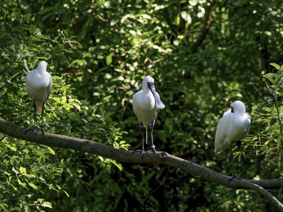 居住在生態鳥園的鳥類，24小時都在大網籠內自由活動，一旦出現傳染性疫病非常容易互相傳染。（圖／台北市立動物園提供）