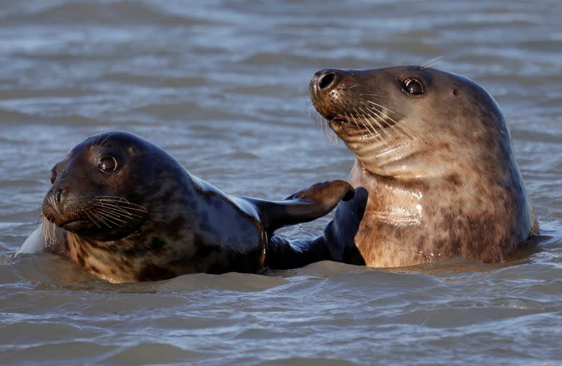 Seals stage a comeback on France's northern coast