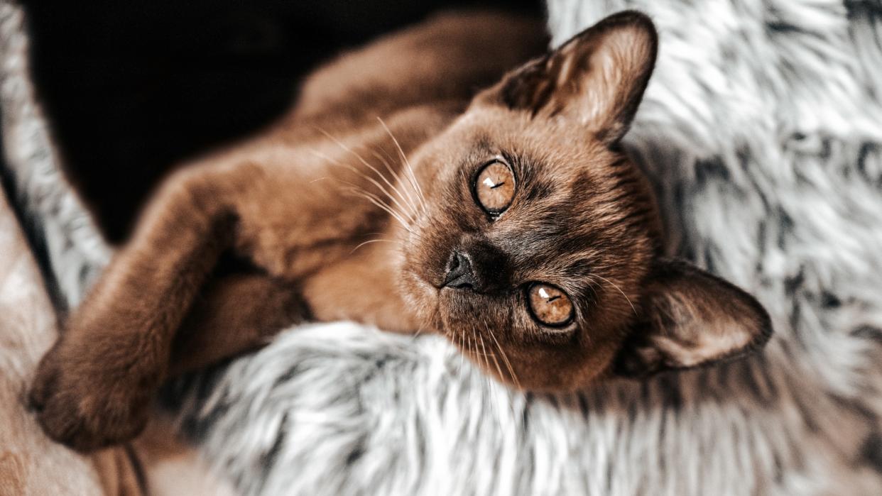 Burmese cat