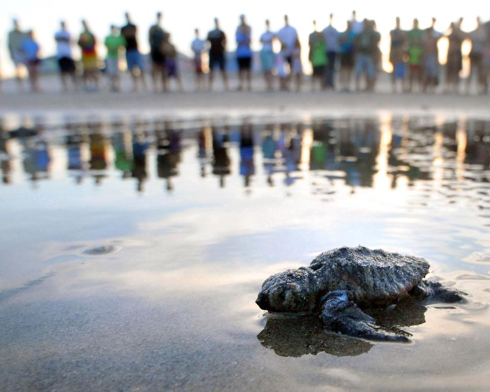 A loggerhead sea turtle hatchling makes its way toward the ocean during a turtle nest excavation in Kure Beach back in 2018.