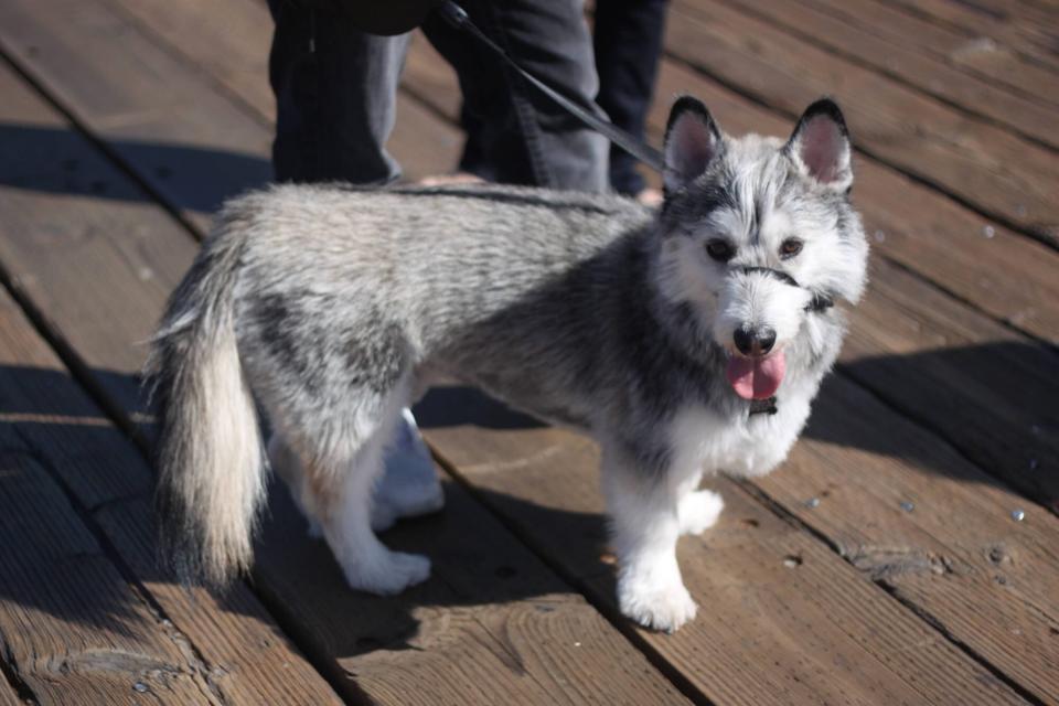 corgi and husky mix dog