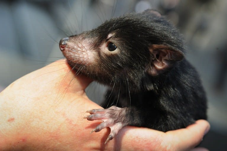 A Tasmanian devil is held by wildlife personnel at Martin Place public square in Sydney on September 7, 2012. Australia Friday rejected a bid for blanket heritage listing of Tasmania's Tarkine rainforest, angering environmentalists who said it would allow mining and could threaten the Tasmanian devil