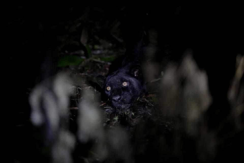 <p>A black male jaguar lies tranquillised by researchers from the Mamiraua Institute at the Mamiraua Sustainable Development Reserve in Uarini, Amazonas state, Brazil, March 6, 2018. (Photo: Bruno Kelly/Reuters) </p>