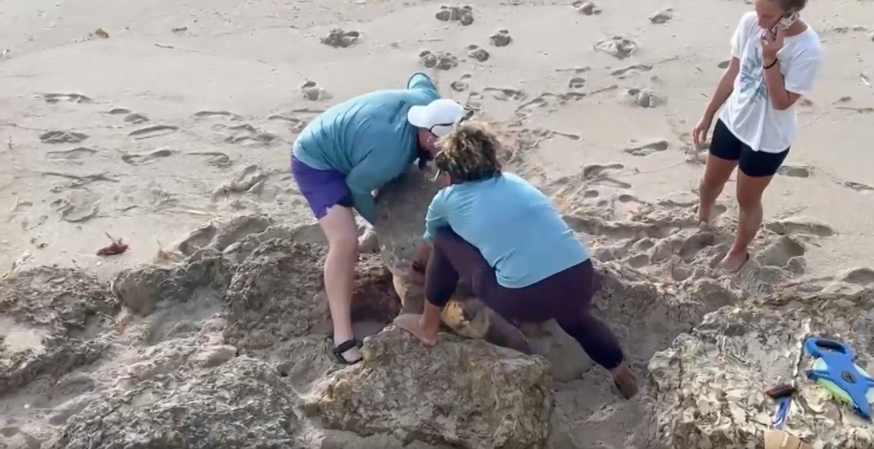 Sea turtle monitors with D.B. Ecological Services Inc., Palm Beach's contracted sea turtle monitoring service, rescue a 300-pound female loggerhead from rocks on the beach near the Palm Beach Country Club in this screenshot taken from a video by Dragana Connaughton.