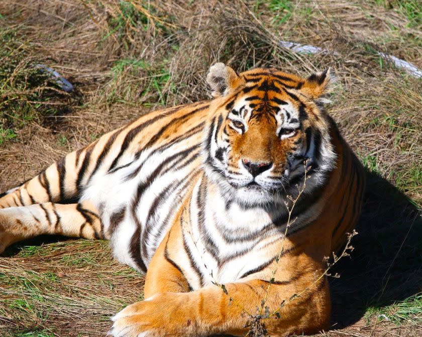 The Wild Animal Sanctuary, Keenesburg, Colorado