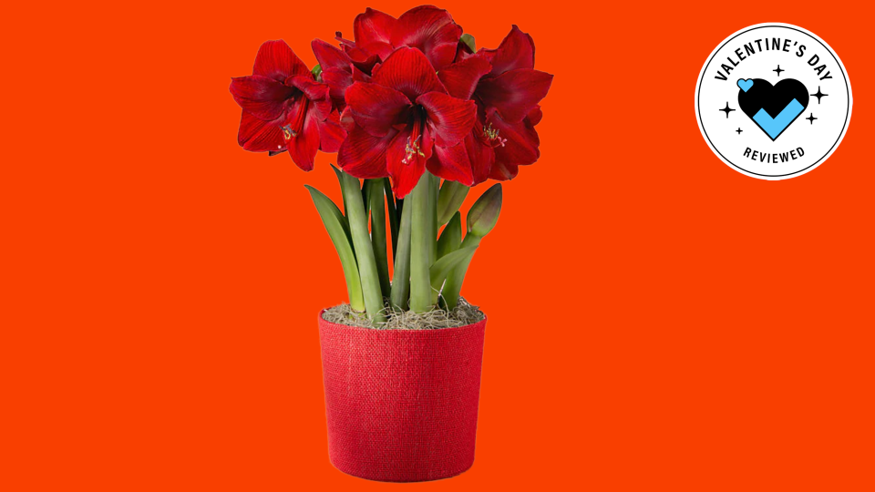 If you're giving someone an amaryllis arrangement this V-Day, you can take pride in its beautiful appearance and heartwarming symbolism.