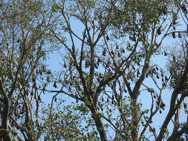 The bat tree in Chikmagalur