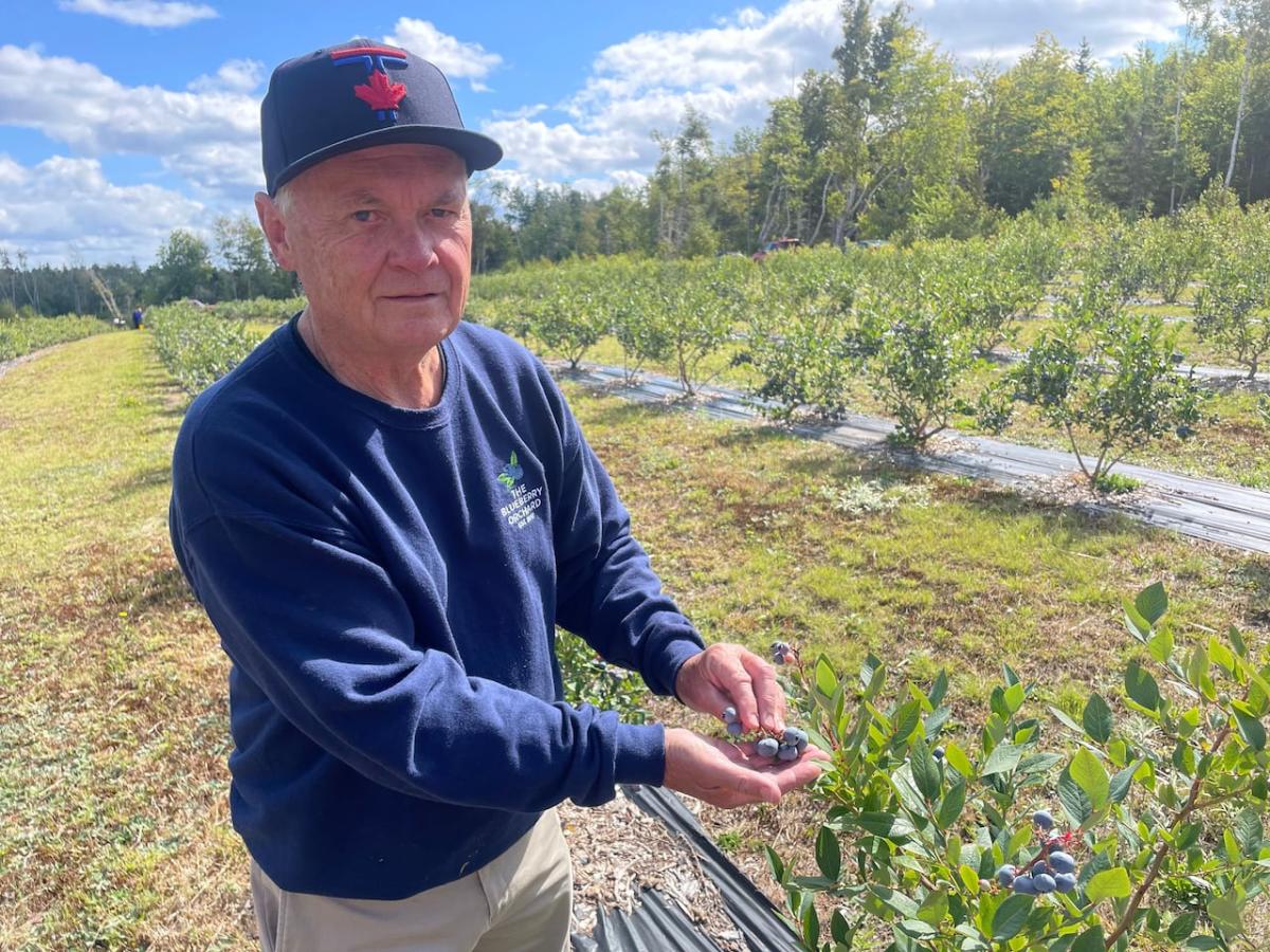 Blueberry grower in P.E.I. harnesses the sun to irrigate and fertilize crop