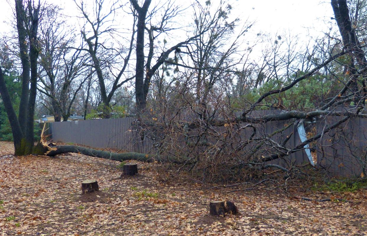 Wind gusts up to 69 mph were recorded overnight in the North State, blowing over trees and causing power outages and problems on roads. Two trees were found blown over along Highway 44 west of Shingletown on the morning of Tuesday, Dec. 27, 2022.